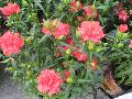 Garden Spice Carnation / Dianthus caryophyllus 